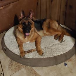German Shepherd and Golden Retriever Puppies from Abbeys Golden Retriever  and German Shepherd Puppies