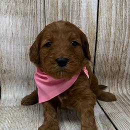 Aspen's Pink Female - Apricot female Goldendoodle puppy in Great Falls, Montana from Montana Goldendoodles