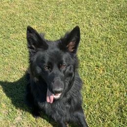 German Shepherd All Grown Up from Oakley Acres Shepherds