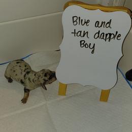 Peanut - Gray (blue) and tan male Dachshund puppy in Indianapolis, Indiana from Wiggly Weenies