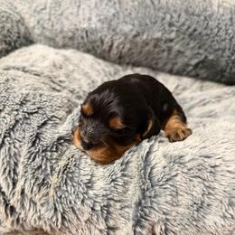Robin - Black and tan male Cavalier King Charles Spaniel puppy in Spokane, Washington from PJE Cavs and Poos