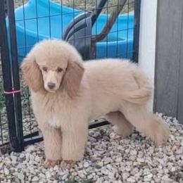 Dark Blue Collar - Apricot male Poodle puppy in Poplar Grove, Illinois from Awesome Paws