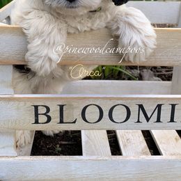 Cavapoo Puppies from Pinewood Cavapoos