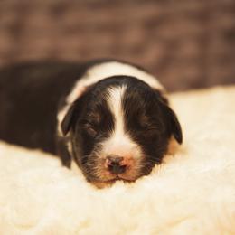 German Shepherd and Miniature American Shepherd Puppies from Sonnenhügel Shepherds