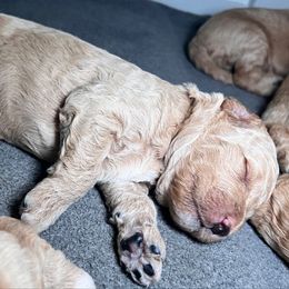 Lucky - Apricot - Apricot male Goldendoodle puppy in Lancaster, California from Kid's Best Doodle