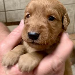 Red Girl - Golden female Golden Retriever puppy in Bessemer City, North Carolina from Weaver Dairy Goldens