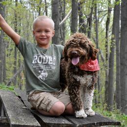 Lagotto Romagnolo puppies from Michigan Lagotto