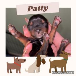 Patty - Blue and gold female Yorkshire Terrier puppy in Kendallville, Indiana from Yorkies Kisses