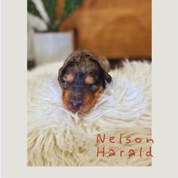 Nelson Harald - Merle male Saint Berdoodle puppy in Mesa, Arizona from Desert Bohunk Doodles and Branded Bullies
