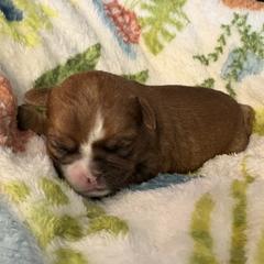 Zorro - Belge male Brussels Griffon puppy in Ogden, Utah from Shelly's Brussels Griffons