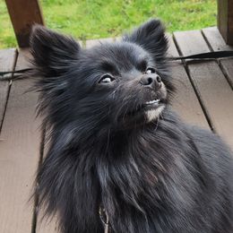 Pomeranians and Siberian Huskies from Vitaliy's Siberian Huskies
