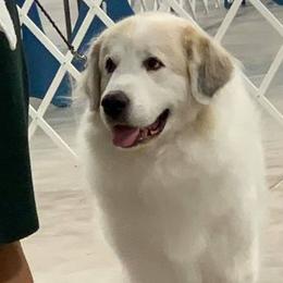 Great Pyrenees from Sue Rohweder's Great Pyrenees