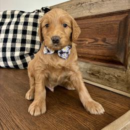 Yellow-Boy - Apricot male Goldendoodle puppy in Thomasville, Georgia from South Georgia Golden Doodle Ranch LLC