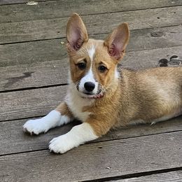 Pembroke Welsh Corgi Puppies from Gingersnap Pembroke Welsh Corgis