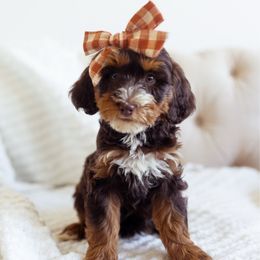 Dollie - Brown female Bernedoodle puppy in Ardmore, Oklahoma from Mop Top Doodle Co.