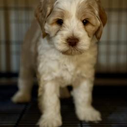 Caramel parti - Caramel male Australian Labradoodle puppy in Anderson, California from Shaggy Doodles
