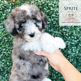 Sprite - Blue merle female Aussiedoodle puppy in Corydon, Indiana from Ridgeline Doodles