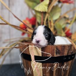 WC2-1 - Black and cream male Dachshund puppy in Martin City, Montana from FleuryDachs
