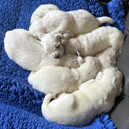 Golden Retriever Puppies from Akela Goldens