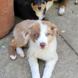 Boy 1 - Australian Shepherd puppy in Tennessee from Cedar Stone Aussiedoodles