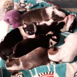 Chihuahua Puppies from Roodhaus Chihuahuas