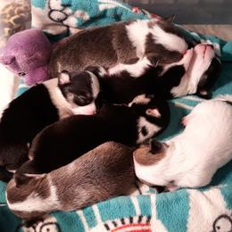 Chihuahua Puppies from Roodhaus Chihuahuas