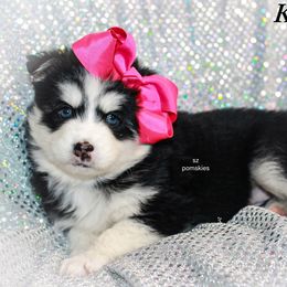 Kencaid - Black and white female Pomsky puppy in Mc Callsburg, Iowa from SZ Rolling Acres LLC