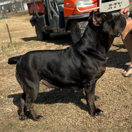 Arson - Cane Corso