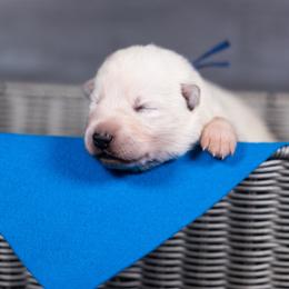 Blue - White male Berger Blanc Suisse puppy in Chestnut, Illinois from Fireside Fernweh