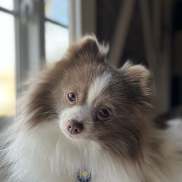 Maui  - Pomeranian