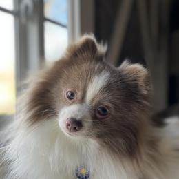 Maui  - Pomeranian
