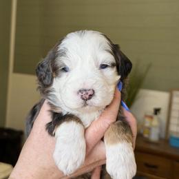 Louis - male Australian Mountain Doodle puppy in Spanish Fork, Utah from Little Puppy Co.