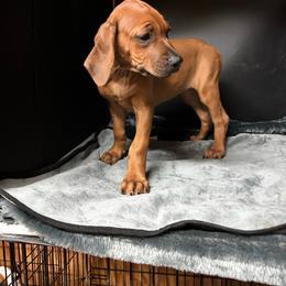 Girl 2 - Wheaten blk nose female Rhodesian Ridgeback puppy in Ocala, Florida from DogWood Kennels