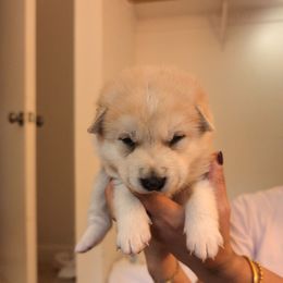 Boy 3 - Red male Shiba Inu puppy in Rohnert Park, California from Shiba Inn