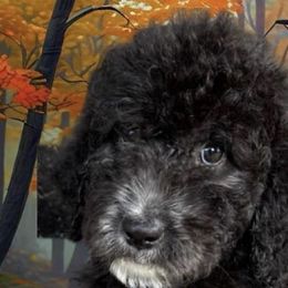 Bernedoodles and Poodles from Southern Companion Kennel