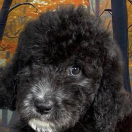 Bernedoodles and Poodles from Southern Companion Kennel