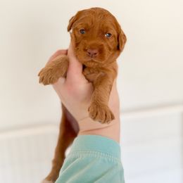 Goldendoodle Puppies from Summer Sun Doodles