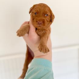 Goldendoodle Puppies from Summer Sun Doodles