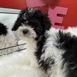 Kimber - Black & white female Maltipoo puppy in Wayland, New York from Loris Pampered Pooches💕