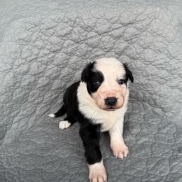 Berkeley - Black and white female Border Collie puppy in Centerville, Washington from Forthright Farms