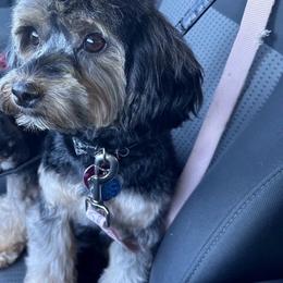 Hange - Black & tan tri-color female Maltipoo puppy in Apple Valley, California from Boujeepups