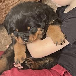 Rottweilers from Ruff Country Farms