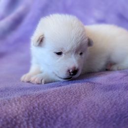 Pomsky Puppies from Valparaiso Pomskys