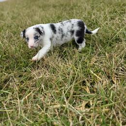 Skye - Blue merle female Border Collie puppy in Owenton, Kentucky from Three16 Ranch