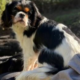 Raya - Cavalier King Charles Spaniel