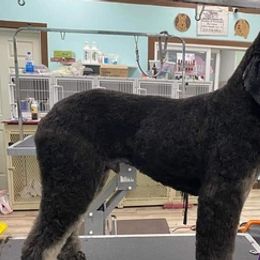 Poodles from Poodle Origins
