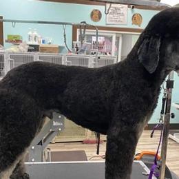 Poodles from Poodle Origins