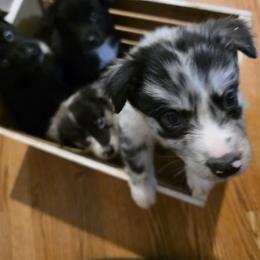 Australian Shepherd Puppies from WildBloom Australian Shepherds