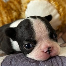 Duce - Black brindle and white male Boston Terrier puppy in Macon, Georgia from Whispering Willows