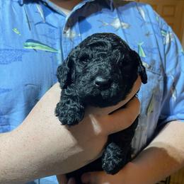 Blue striped collar - Black female Labradoodle puppy in Mc Cook, Nebraska from Powers Doodles